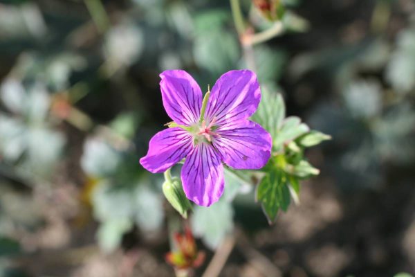 Geranium wlassovianum