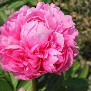 Paeonia  Wolter Kroes