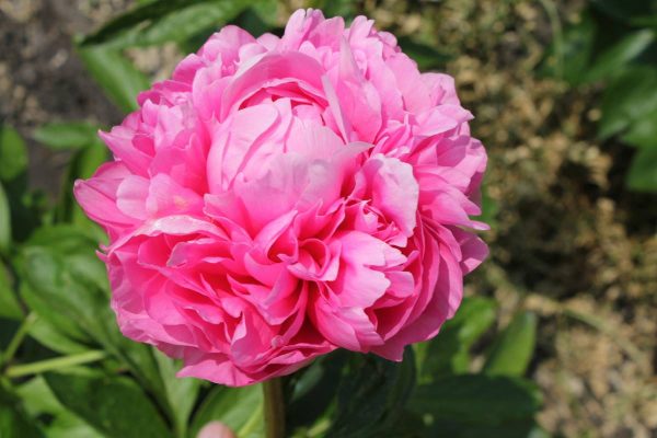 Paeonia  Wolter Kroes