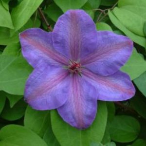 Clematis Xerxes