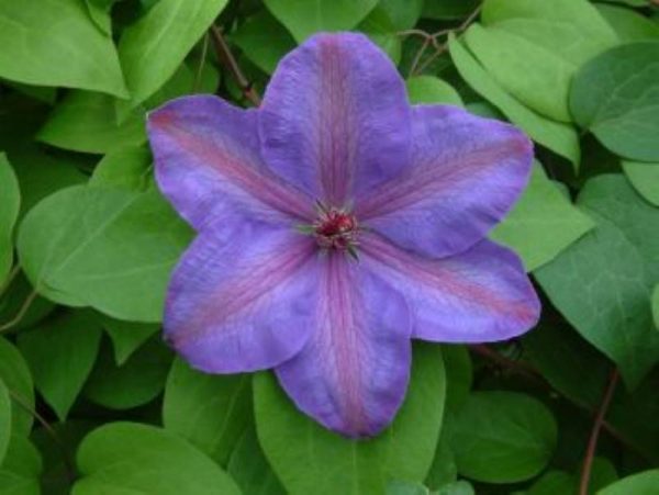 Clematis Xerxes