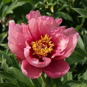 Paeonia  Pink Doodle Dandy