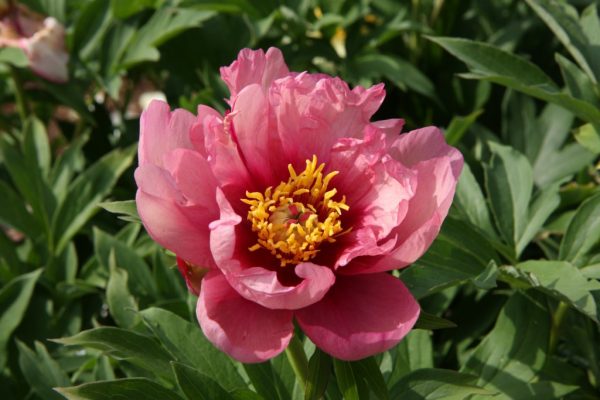 Paeonia  Pink Doodle Dandy