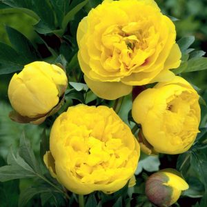 Paeonia  Yellow Crown