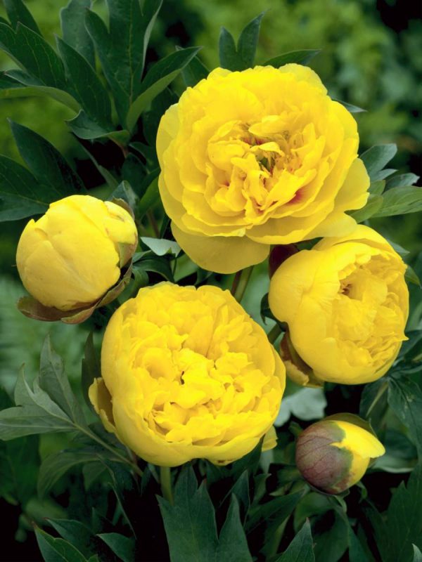 Paeonia  Yellow Crown