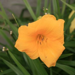 Hemerocallis Yellow Lollipop