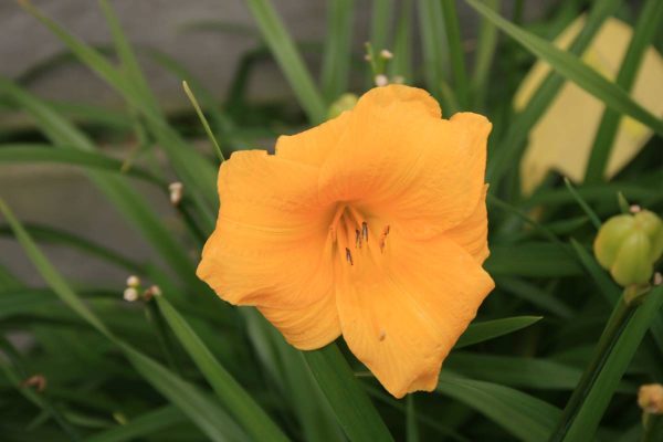 Hemerocallis Yellow Lollipop