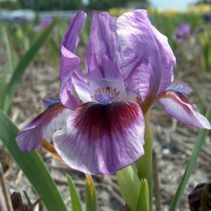 Iris Pumila Yo Yo