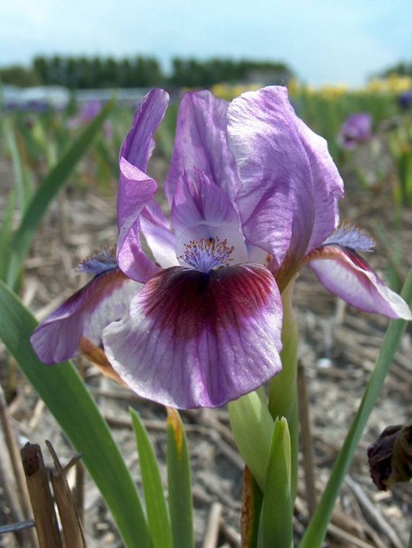 Iris Pumila Yo Yo