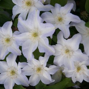 Clematis Yukikomachi