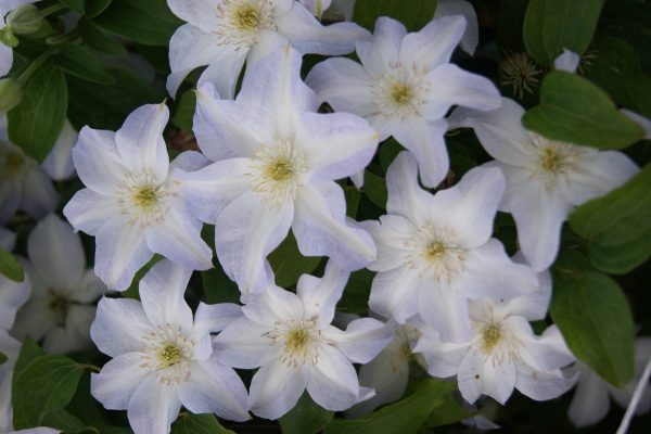 Clematis Yukikomachi