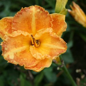 Hemerocallis Yuma