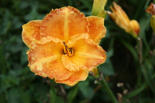 Hemerocallis Yuma
