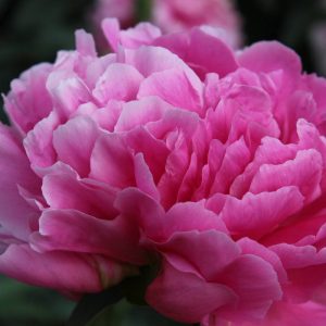 Paeonia  Yvonne