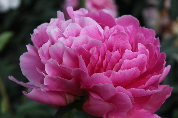 Paeonia  Yvonne