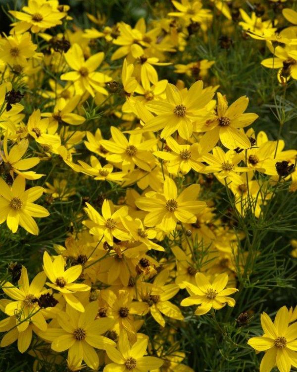 Coreopsis verticilata Zagreb