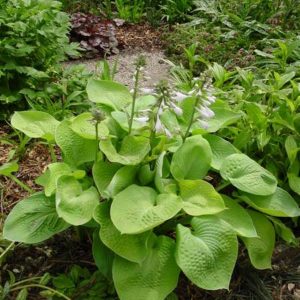 Hosta Zounds