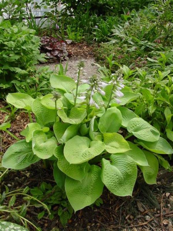Hosta Zounds
