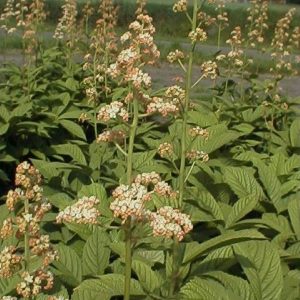 Rodgersia aesculifolia