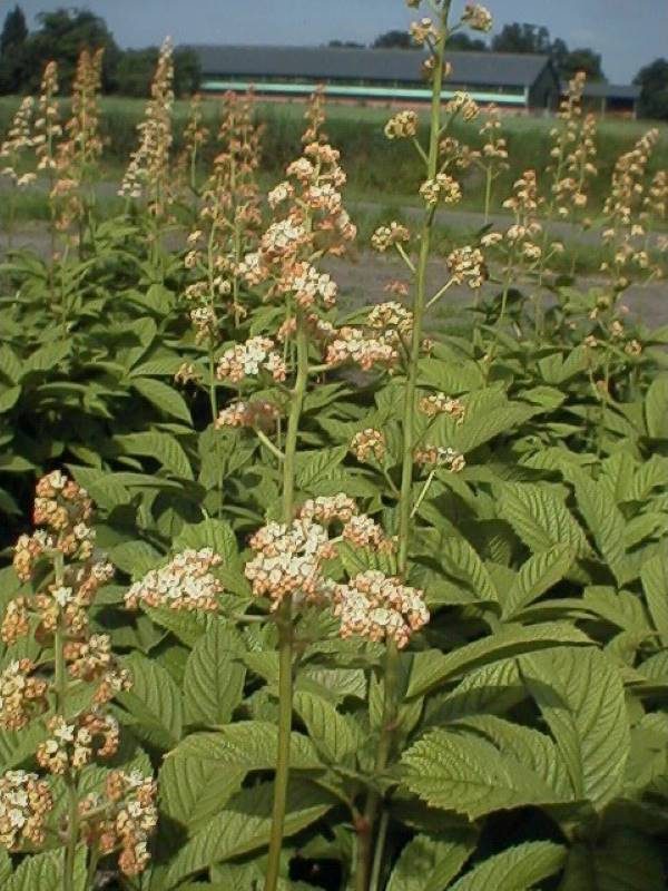 Rodgersia aesculifolia