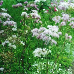 Thalictrum aquilegifolium