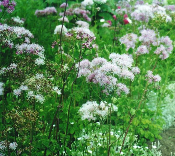 Thalictrum aquilegifolium
