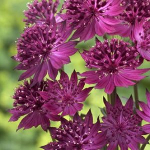 Astrantia Red Promise