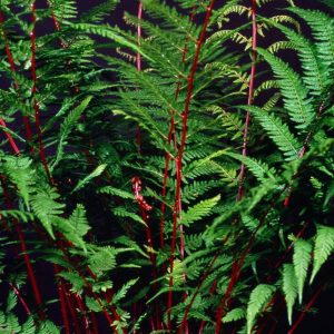 Athyrium Lady in Red