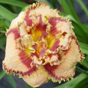 Hemerocallis Bonibrae Sharky