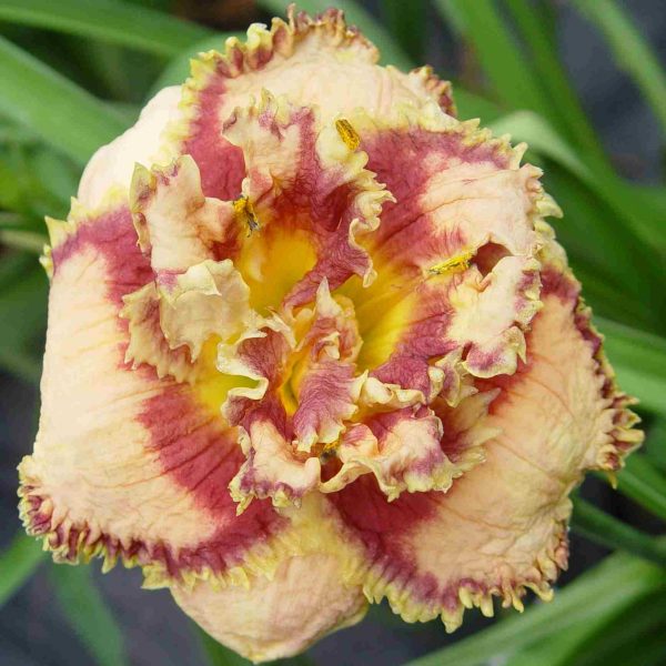 Hemerocallis Bonibrae Sharky