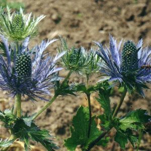 Eryngium bourgattii