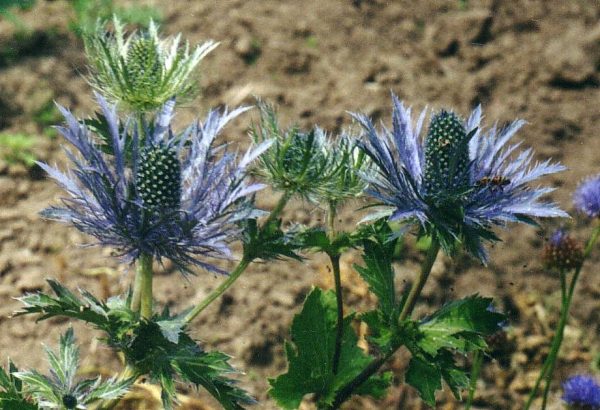 Eryngium bourgattii