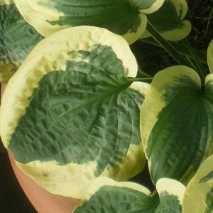 Hosta Christmas Pageant
