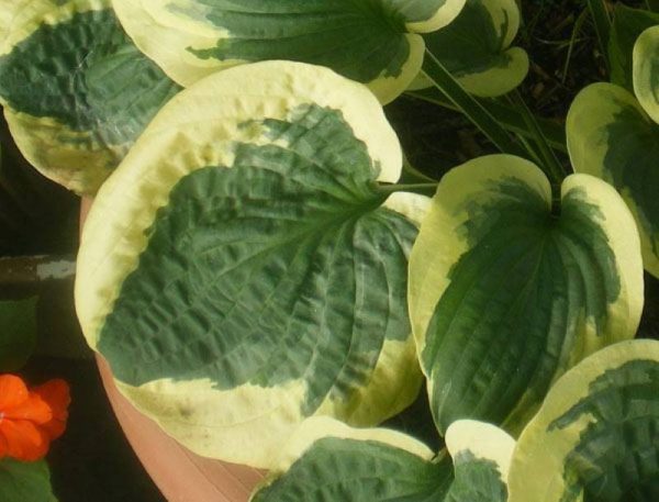 Hosta Christmas Pageant