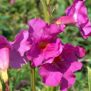 Incarvillea delavayi (1 year old)