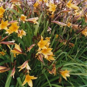 Hemerocallis dumortierii
