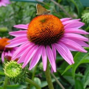 Echinacea Rubinstern