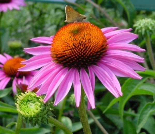 Echinacea Rubinstern