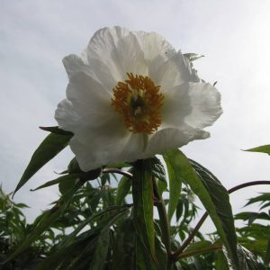Paeonia  emodi Late Windflower