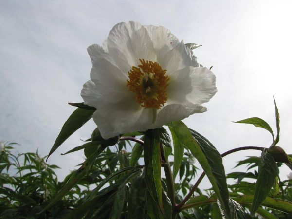 Paeonia  emodi Late Windflower