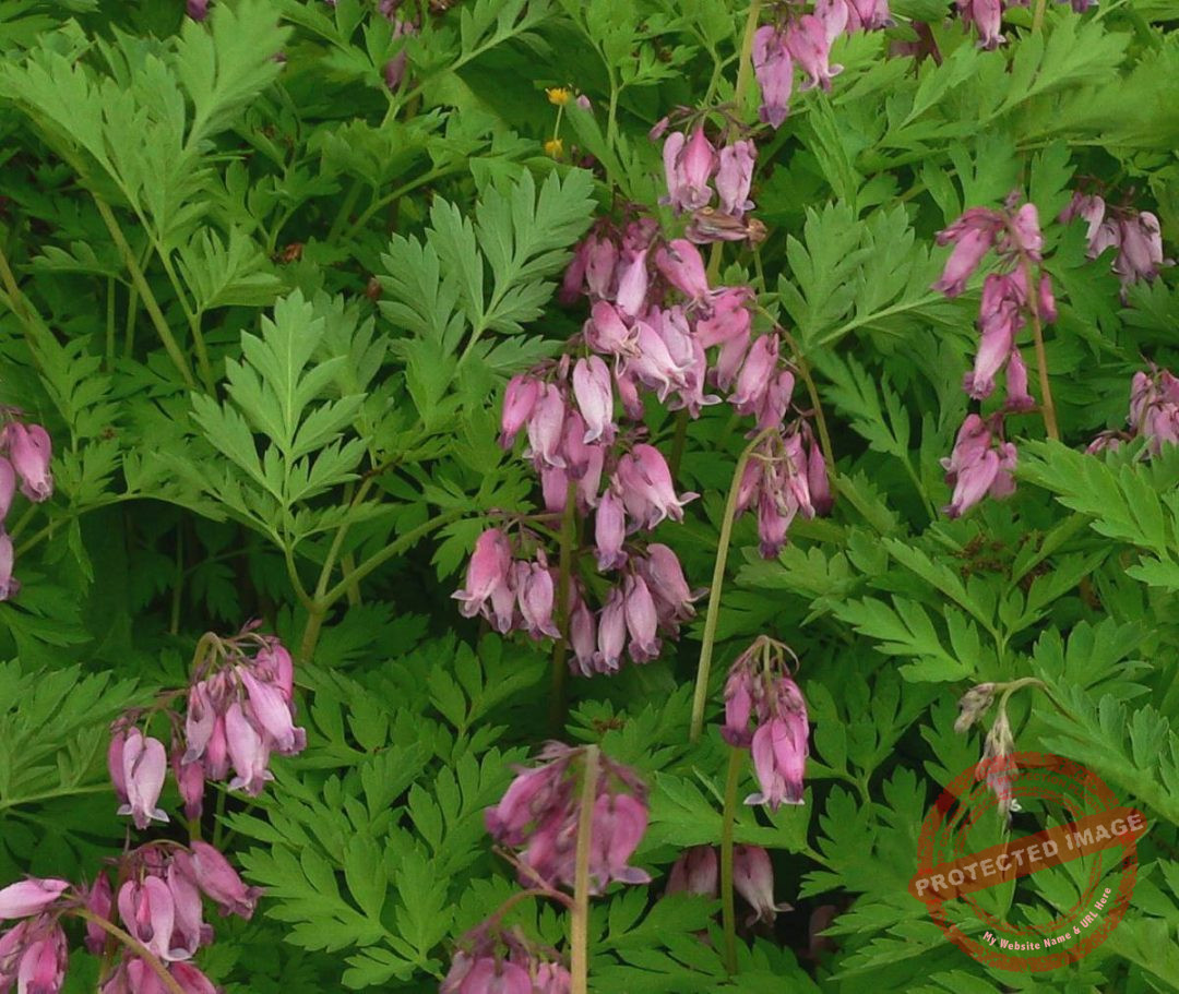Dicentra formosa Verschoor Horticulture
