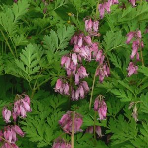 Dicentra formosa