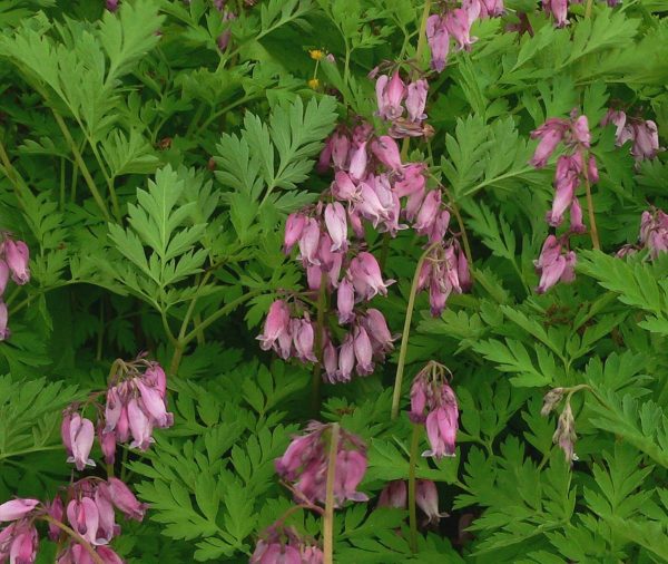 Dicentra formosa