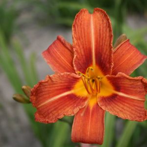 Hemerocallis fulva