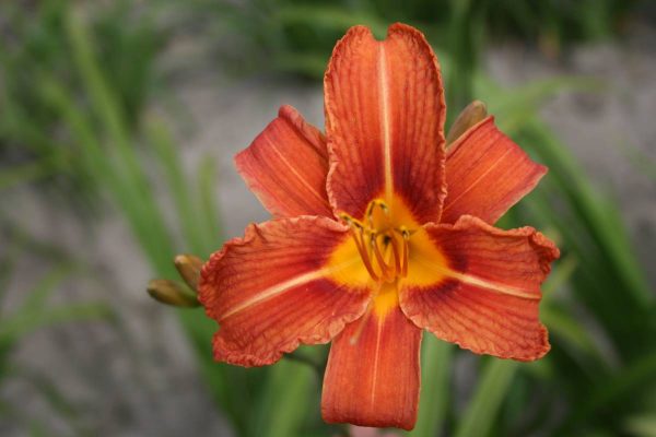 Hemerocallis fulva