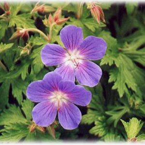Geranium himalayense