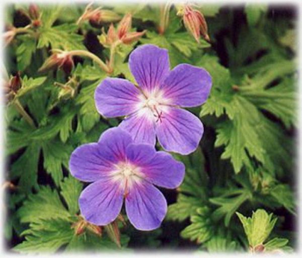 Geranium himalayense