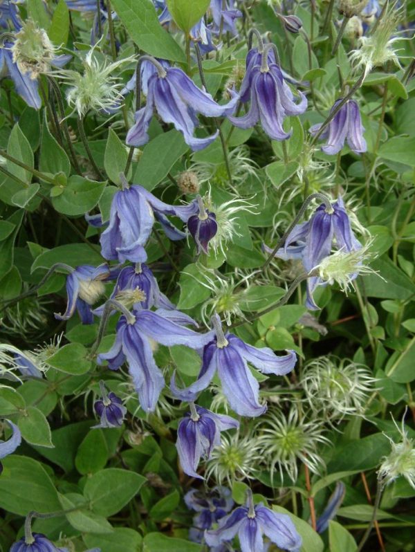 Clematis Integrifolia