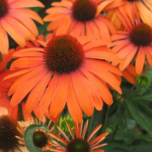 Echinacea Julia®