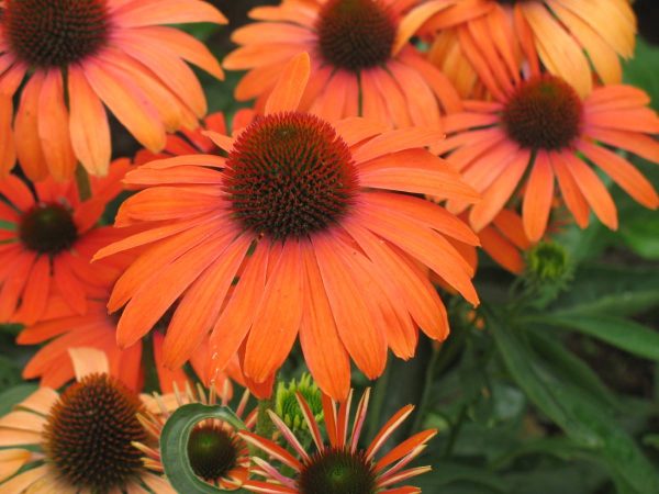 Echinacea Julia®